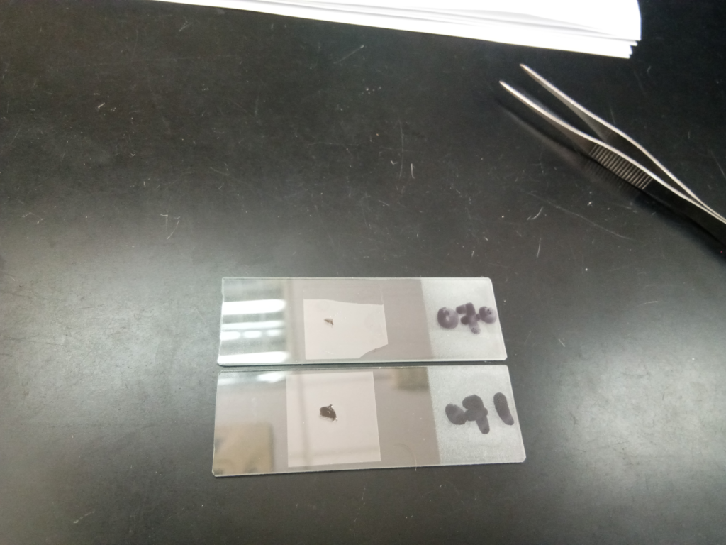 preparation of slide.jpg